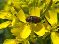Astylus bourgeoisi