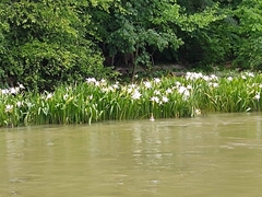 Hymenocallis coronaria