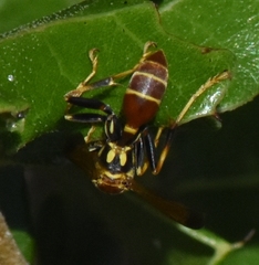 Mischocyttarus mexicanus cubicola