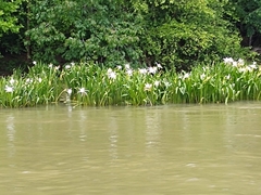 Hymenocallis coronaria