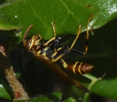 Mischocyttarus mexicanus cubicola