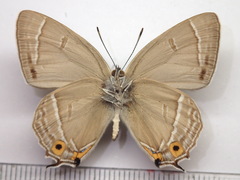 Favonius orientalis