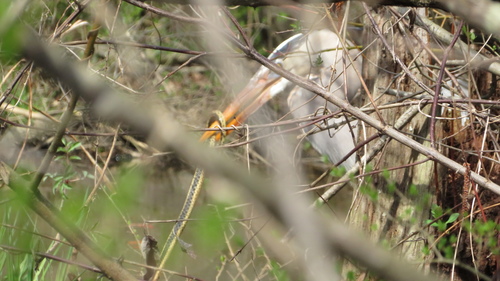 Great Blue Heron photographed in Georgia