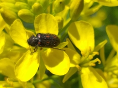 Astylus bourgeoisi