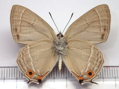 Favonius orientalis