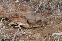Varanus albigularis