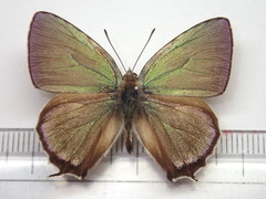 Favonius orientalis