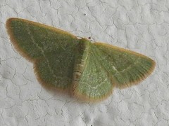 Chlorocoma tachypora