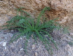 Reseda suffruticosa