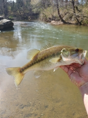 Micropterus henshalli