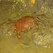 Trinidad Freshwater Crab - Photo (c) Sterling James, some rights reserved (CC BY-NC), uploaded by Sterling James