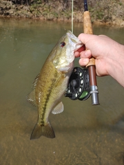 Micropterus henshalli