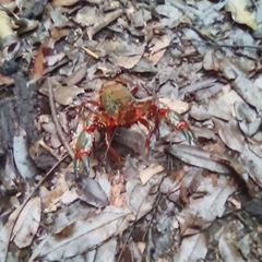 Euastacus