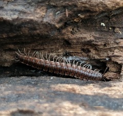 Pseudopolydesmus pinetorum