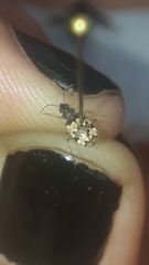 Tetragonoderus latipennis