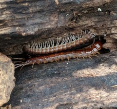 Pseudopolydesmus pinetorum