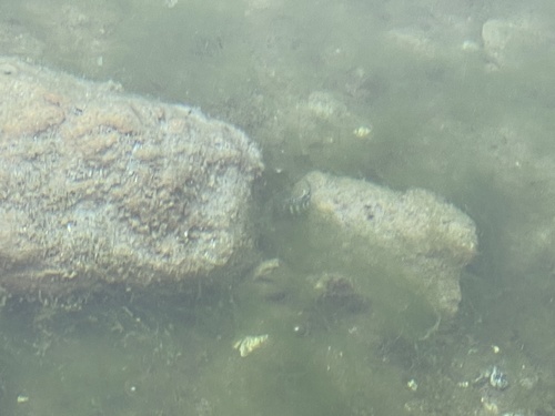 Owens Pupfish (Cyprinodon radiosus) — Cyprinodontidae