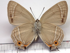 Favonius orientalis
