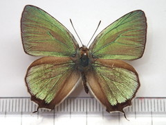 Favonius orientalis