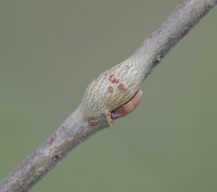 Euhexomyza simplicoides