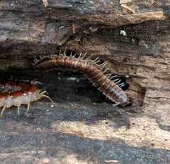 Pseudopolydesmus pinetorum