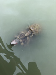 Trachemys scripta