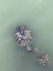 Trachemys scripta