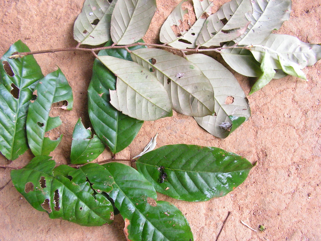 Licania kunthiana