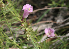 Agalinis genistifolia