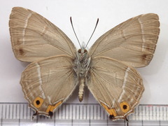Favonius orientalis