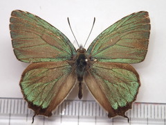Favonius orientalis