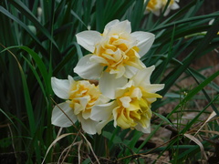Narcissus × incomparabilis
