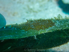 Bunodeopsis globulifera