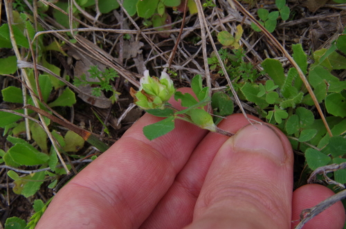 Image of Trifolium bejariense by (c) Eric Knight, some rights reserved (CC BY)