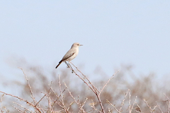 Emarginata