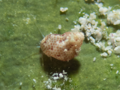 Eulithidium