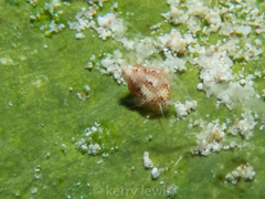 Eulithidium