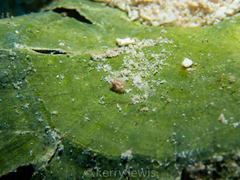 Eulithidium
