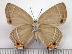 Favonius orientalis