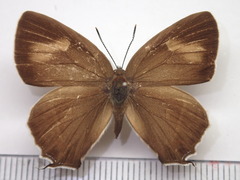 Favonius orientalis