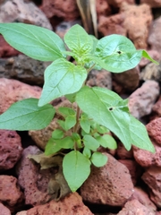 Magnoliopsida