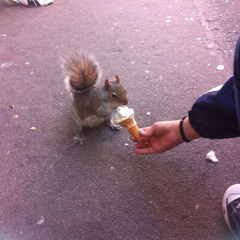 Sciurus carolinensis