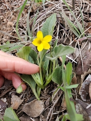 Viola purpurea quercetorum