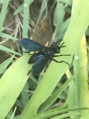 Penthosia satanica