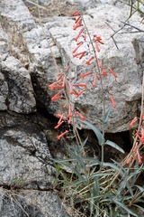 Penstemon subulatus