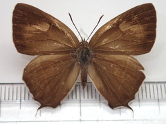 Favonius orientalis