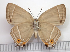 Favonius orientalis