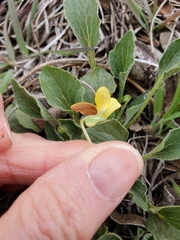 Viola purpurea quercetorum