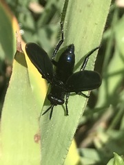 Penthosia satanica