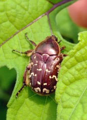 Euphoria leucographa